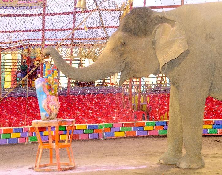 Elephant