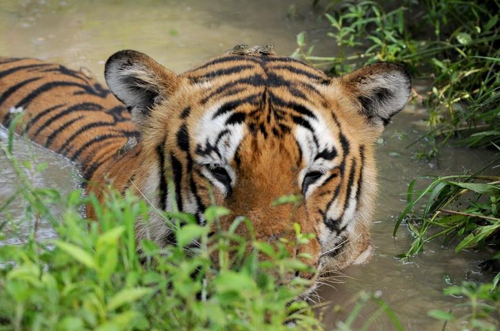 Maneater Tiger, Maneater Tiger Maharashtra, Maneater Tiger Avni, Maneater Tiger Ditembak Mati, Tiger Attack, Tiger Avni