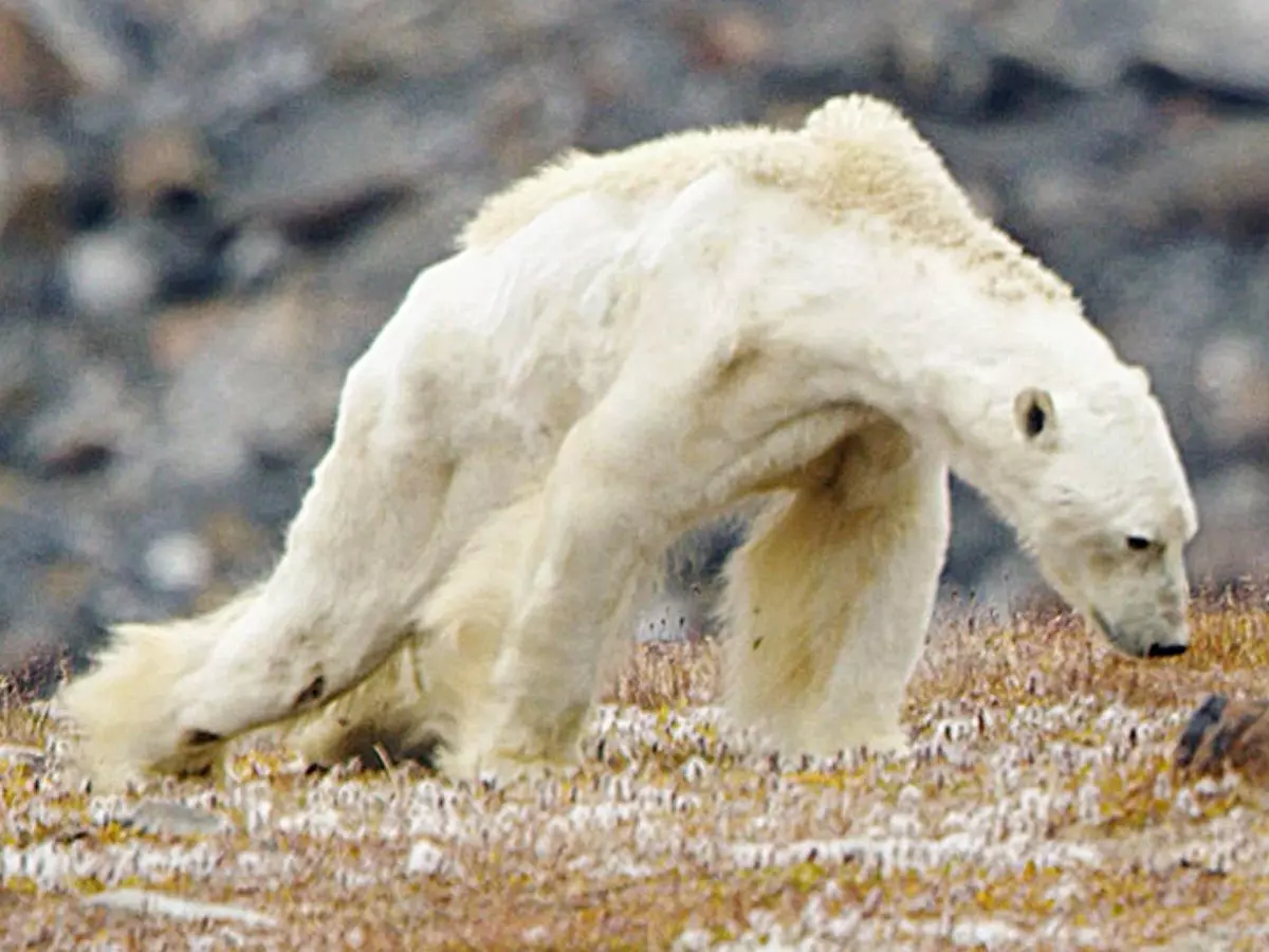 Polar Bears Could Go Extinct By 2100, If Global Warming Isn't Stopped