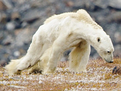 polar bears cannibalism