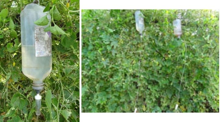 Indian Farmer Used Waste Glucose Bottles To Build Drip Irrigation System