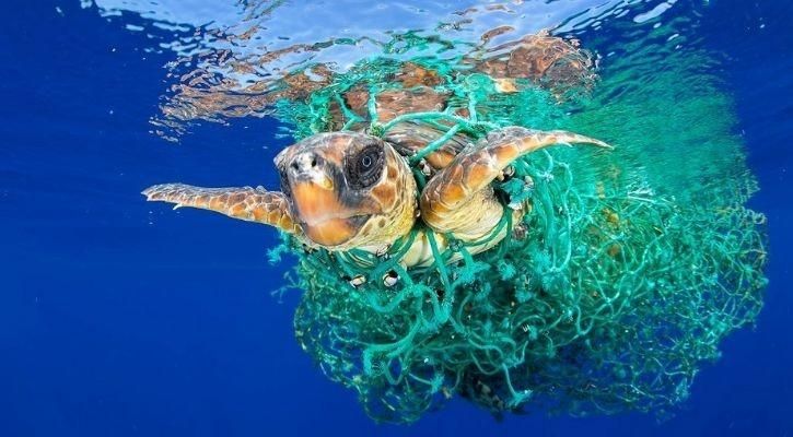 sea turtle entangled in plastic waste fishing line