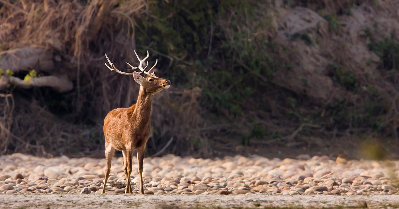 twitter-hails-forester-for-heroic-rescue-of-swamp-deer