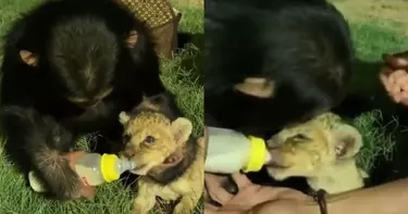 Chimp Feeds Milk To Lion Cub From A Bottle
