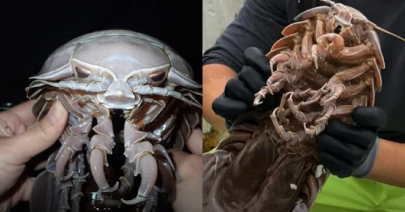 Sea Cockroaches With 14 Legs