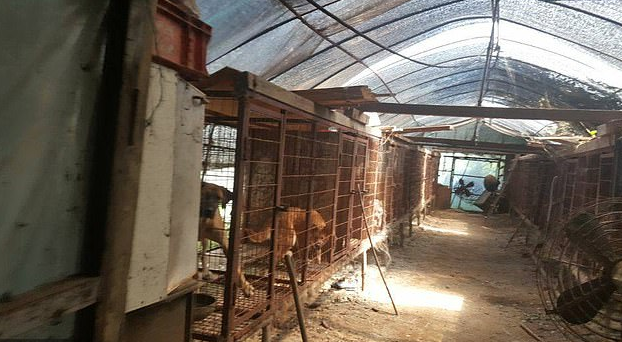 Pictures Of Caged Dogs Before Being Killed For Dog Soup In Korea