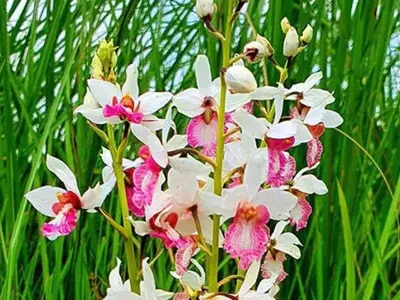 Eulopia Obtusa ground orchid
