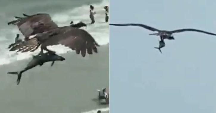 bird catches shark video