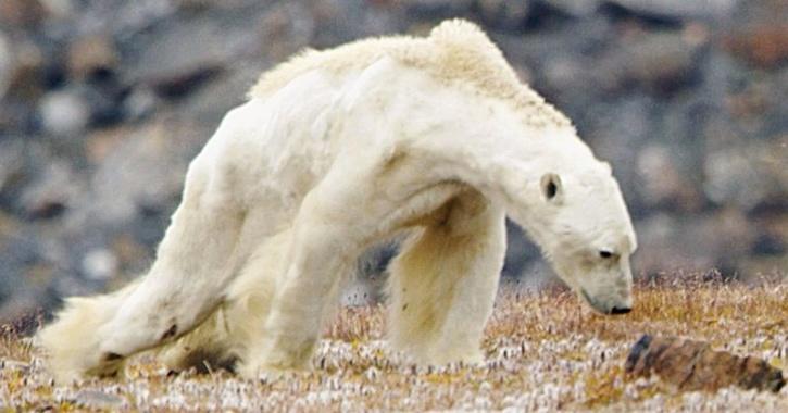 polar bears cannibalism