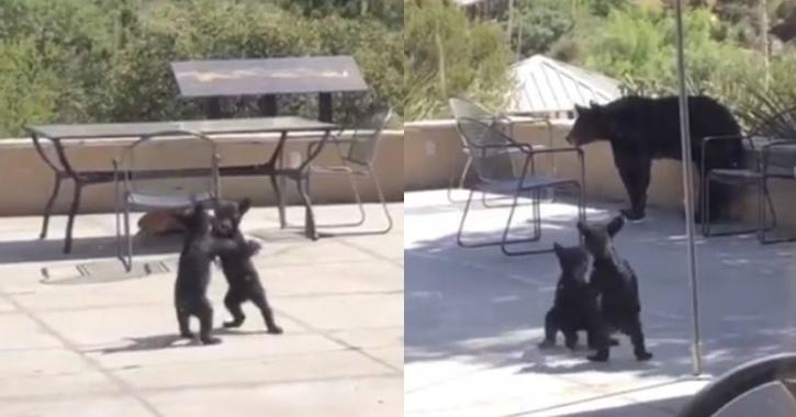 These bear cubs play fighting : r/aww