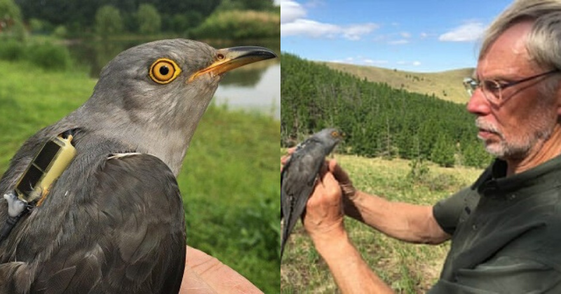 Onon, A Cuckoo Bird With A Long Migration