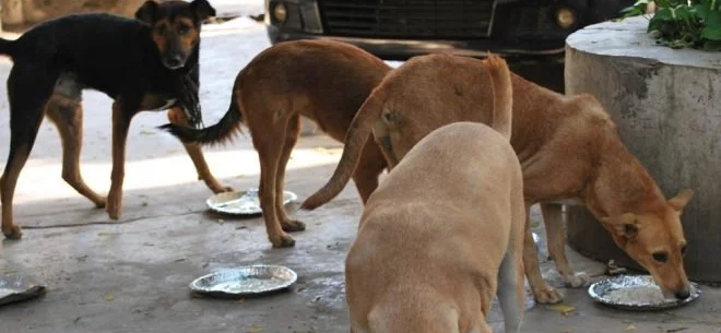 feeding stray dogs download