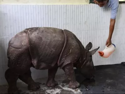 Rhino rescued from assam flood 