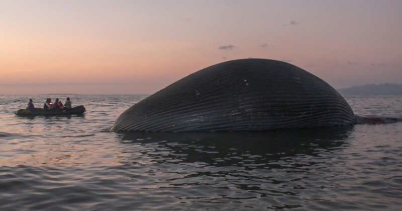 Dead Blue Whale Washes Up On Beach In Indonesia