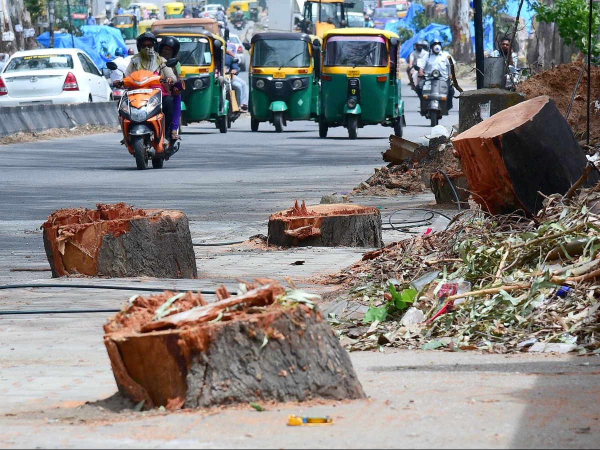 In Bengaluru, Over 33,000 Trees Could Be Cut To Make Way For The ...