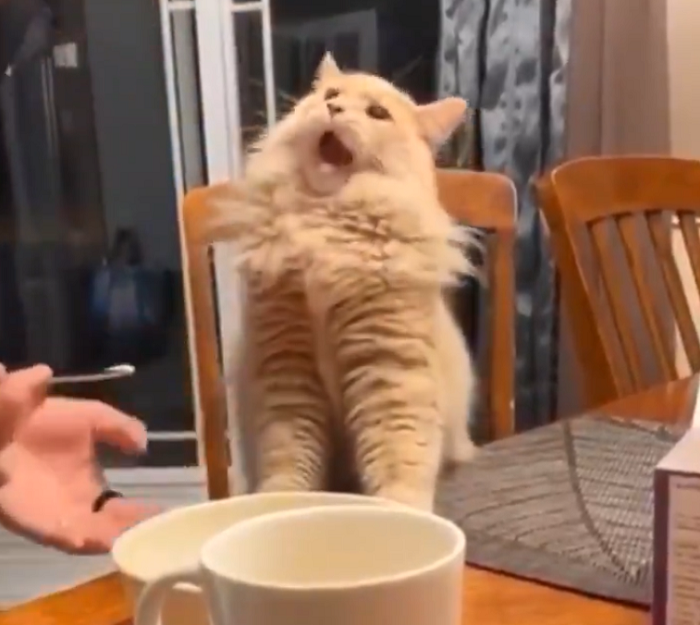 Video Cat Eats Ice Cream, Gets Brain Freeze