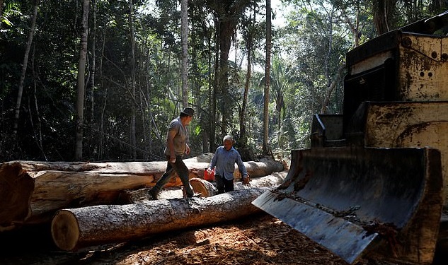 Human Civilisation May Collapse Due To Deforestation