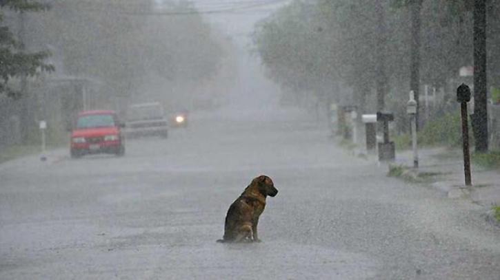 is it animal cruelty to keep a dog outside in the rain