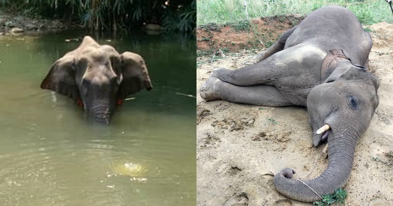 30 Elephants Have Died In India In A Month, Rights Groups Demand Probe