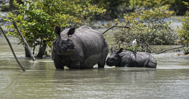 Rhino Census Begins At Assam's Kaziranga After 400 Of Vulnerable ...