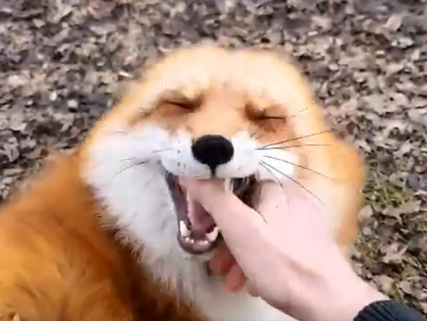 video-of-fox-laughing