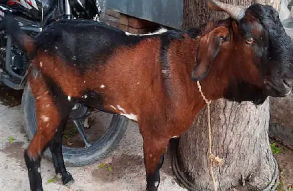 Male Goat Produces Milk Due To Hormonal Imbalance