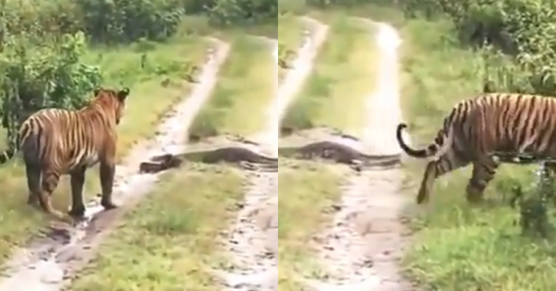 Giant Anaconda Attacks Tiger Animal Fight Python Vs Tiger Vs Jaguar