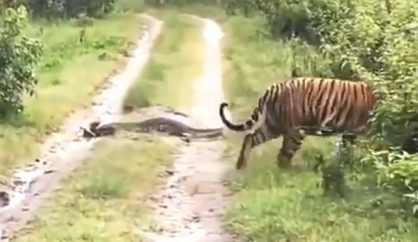 Video: Tiger Waits Patiently While Python Crosses Its Path