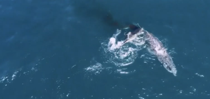 Great White Shark Kills Humpback Whale