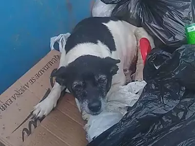 sick abandoned dog found in dumpster