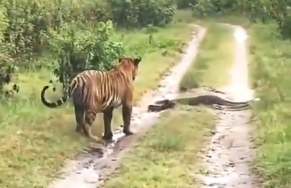 Video: Tiger Waits Patiently While Python Crosses Its Path