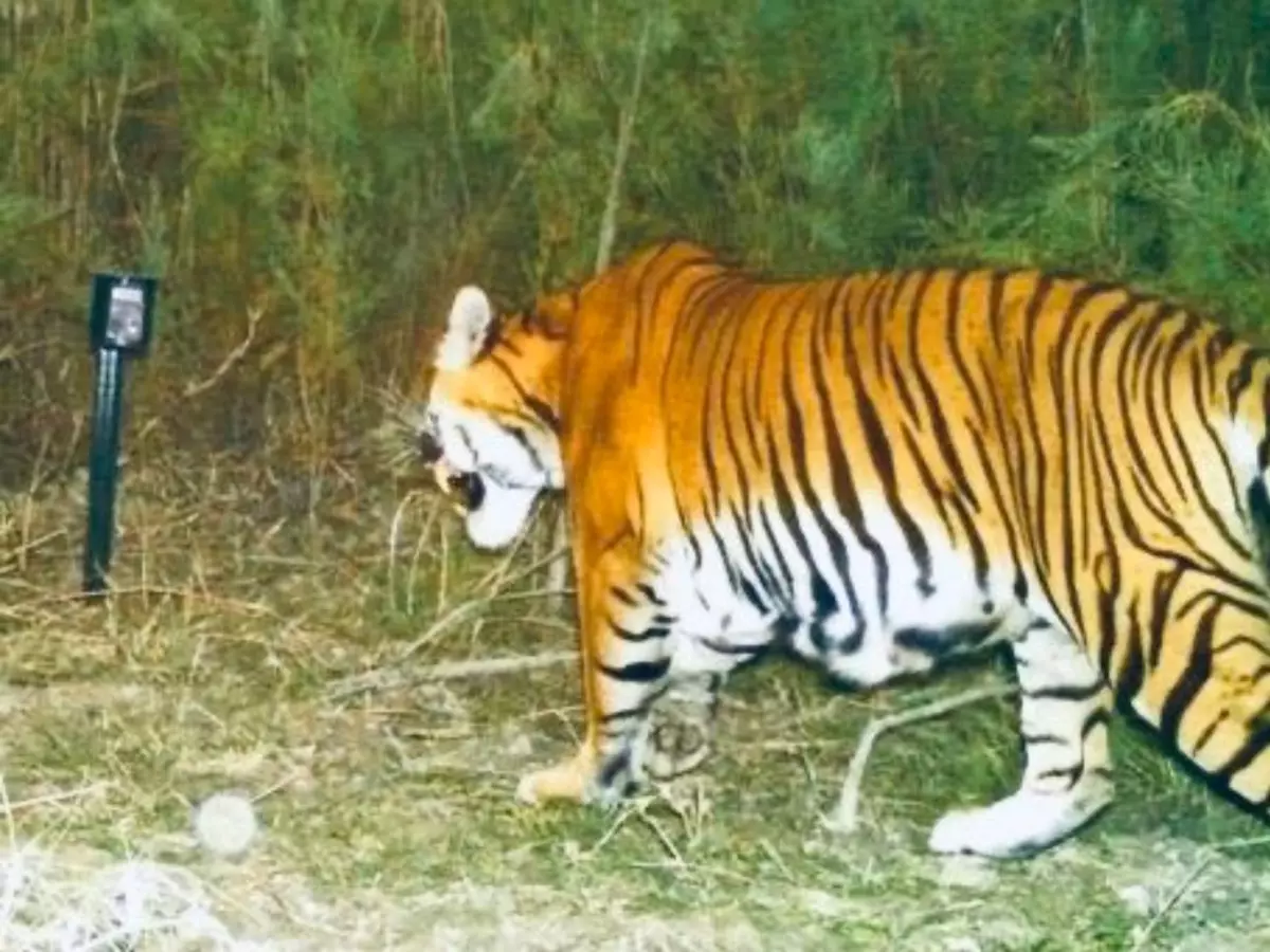 tiger-in-kaziranga-5f1ebf634f51a Indiatimes