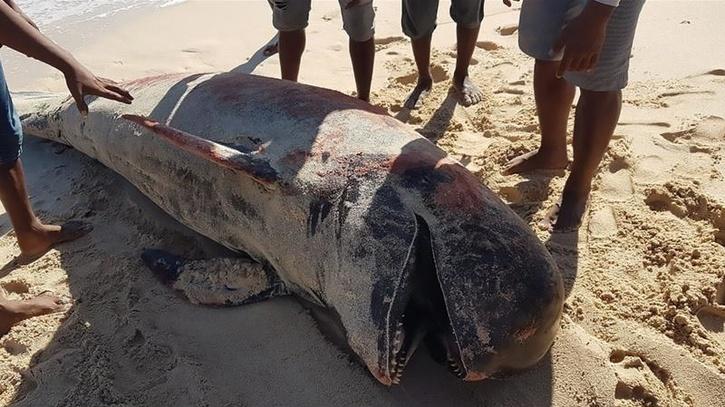 10 Whales Found Dead On Indonesian Beach