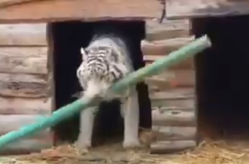 All You Have Ever Wanted To Know About White Tigers