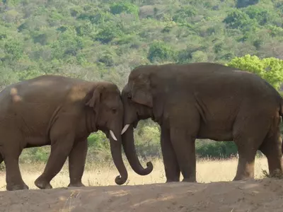 elephant population africa conservation
