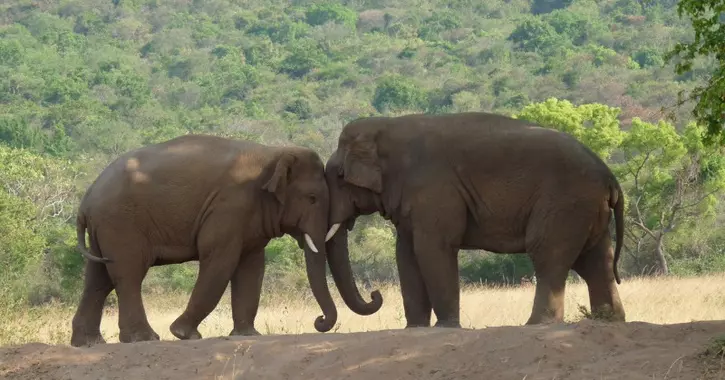 African Elephants Are Counted From Satellite Images To Help Protect
