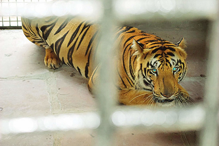 After Killing 3 Humans, This Tiger Will Be Kept Behind Bars For The ...