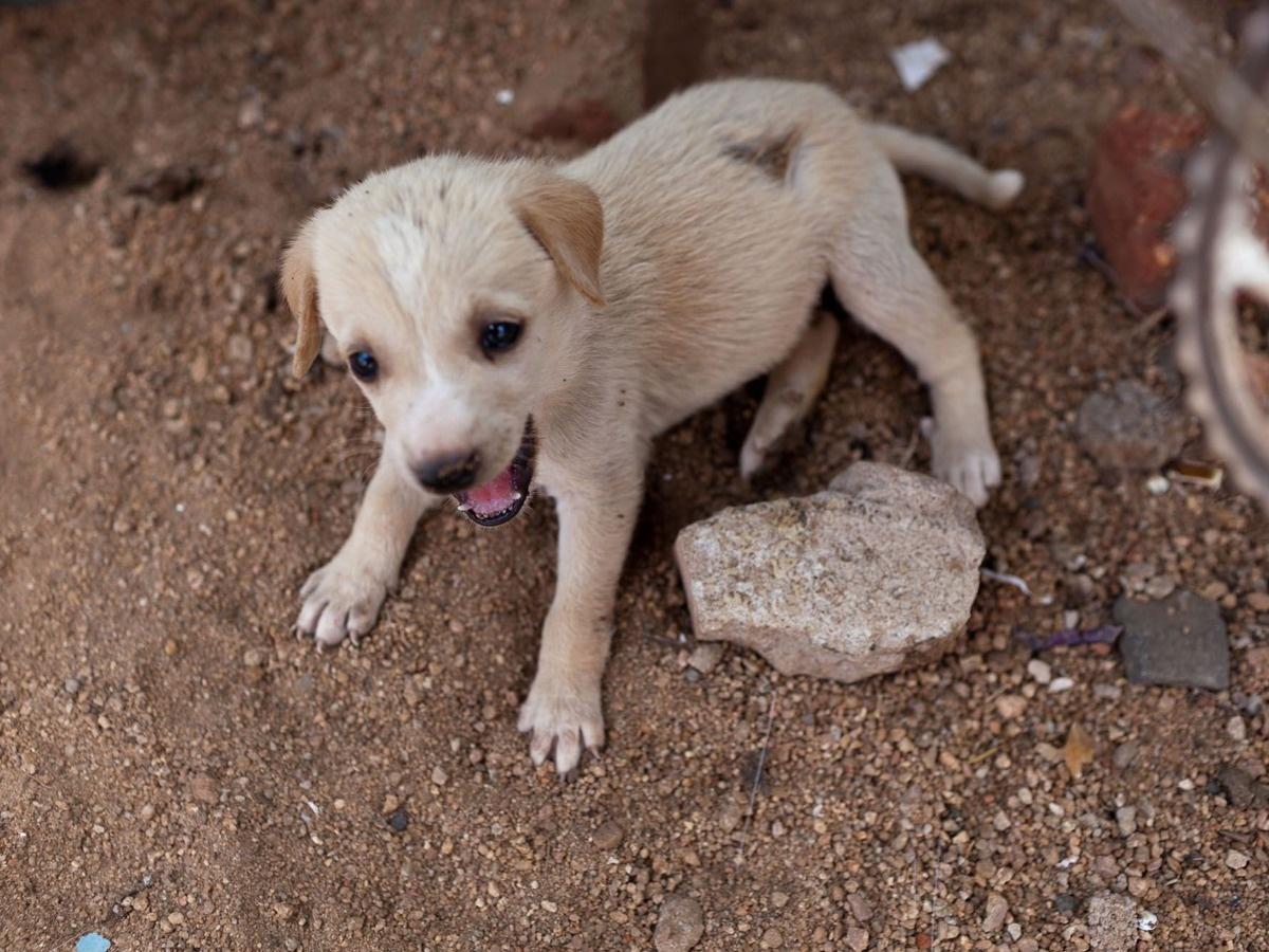 can puppies cry themselves to death