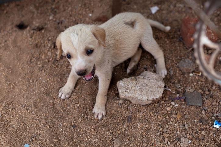 How Cruel Can We Be Six Month Old Puppy Allegedly Killed By Man Who Hit Its Head With Iron Rod