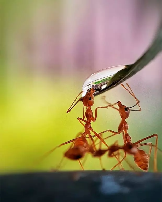 Small Wonder: This Award-Winning Photograph Shows Ants Drinking From A ...
