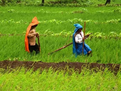 This Year’s Monsoon Gives Hope To Agriculture Sector