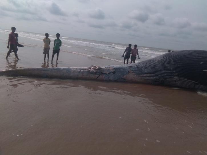 36 Feet Long Critically Endangered Sei Whale Washes Up Ashore At Bengal ...