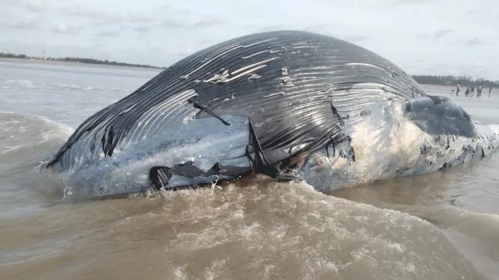 36 Feet Long Critically Endangered Sei Whale Washes Up Ashore At Bengal ...