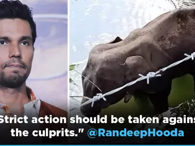 Heartbroken Bollywood Celebs Mourn Elephant That Ate Cracker-Filled Fruit, Demand Stricter Laws