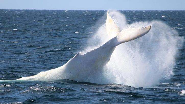 Raгe White Humpback Whale Spotted In Australia