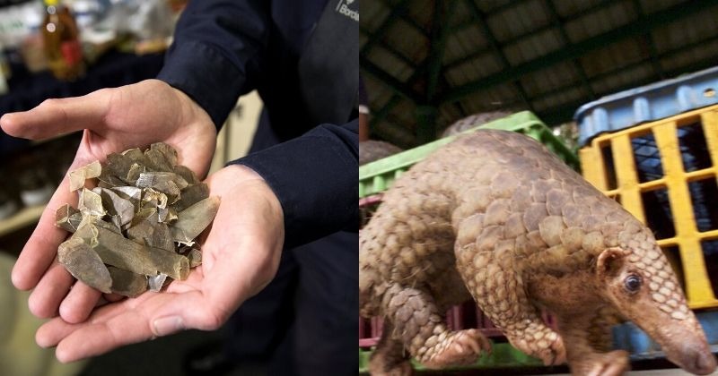 China Bans Pangolin Scales From Medicine List