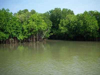 How Mangroves Protected People During Cyclone Amphan