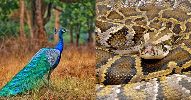 The snake and the peacock - campestre.al.gov.br