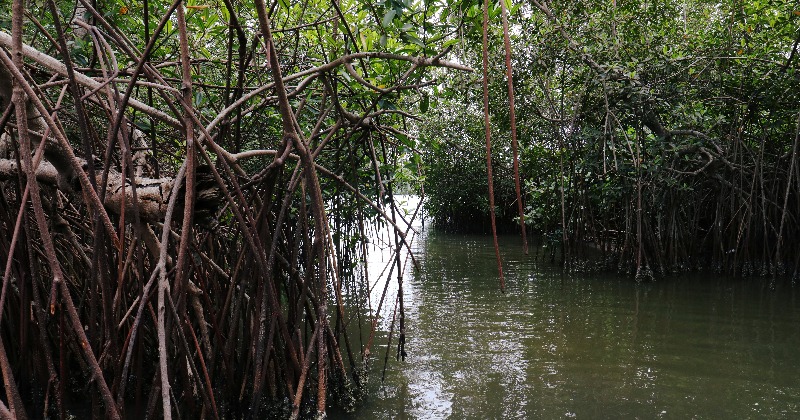 Mangroves Could Die By 2050 With Current Sea-Level Rise, Warn Scientists