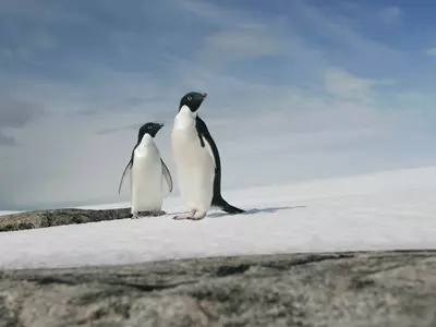 Penguins, Antarctic Ice Caps, Global Warming, Climate Change, Melting Ice Caps, Seal Level Rise, Technology News, Science News
